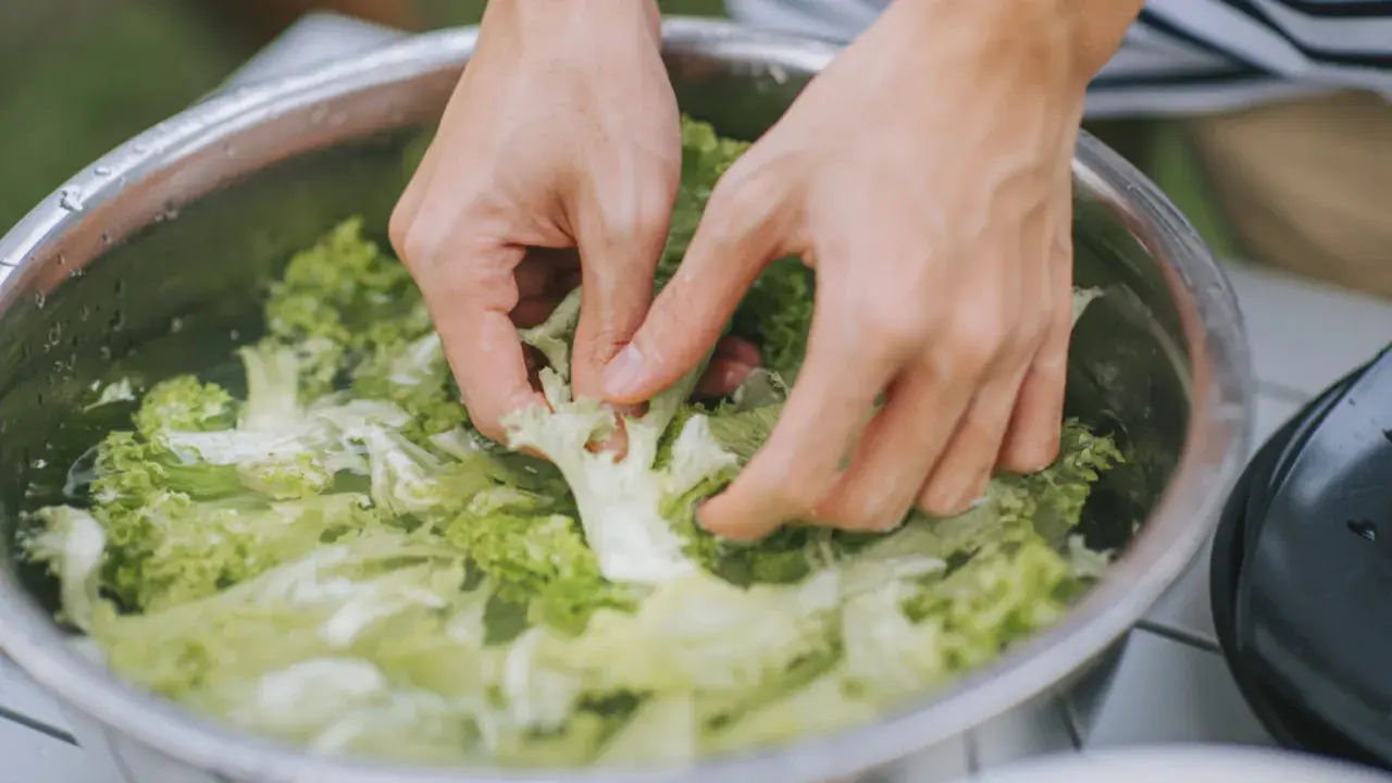 Hände waschen knackigen Salat in einer Schüssel. So lässt sich ein guter Salat gut vorbereiten.