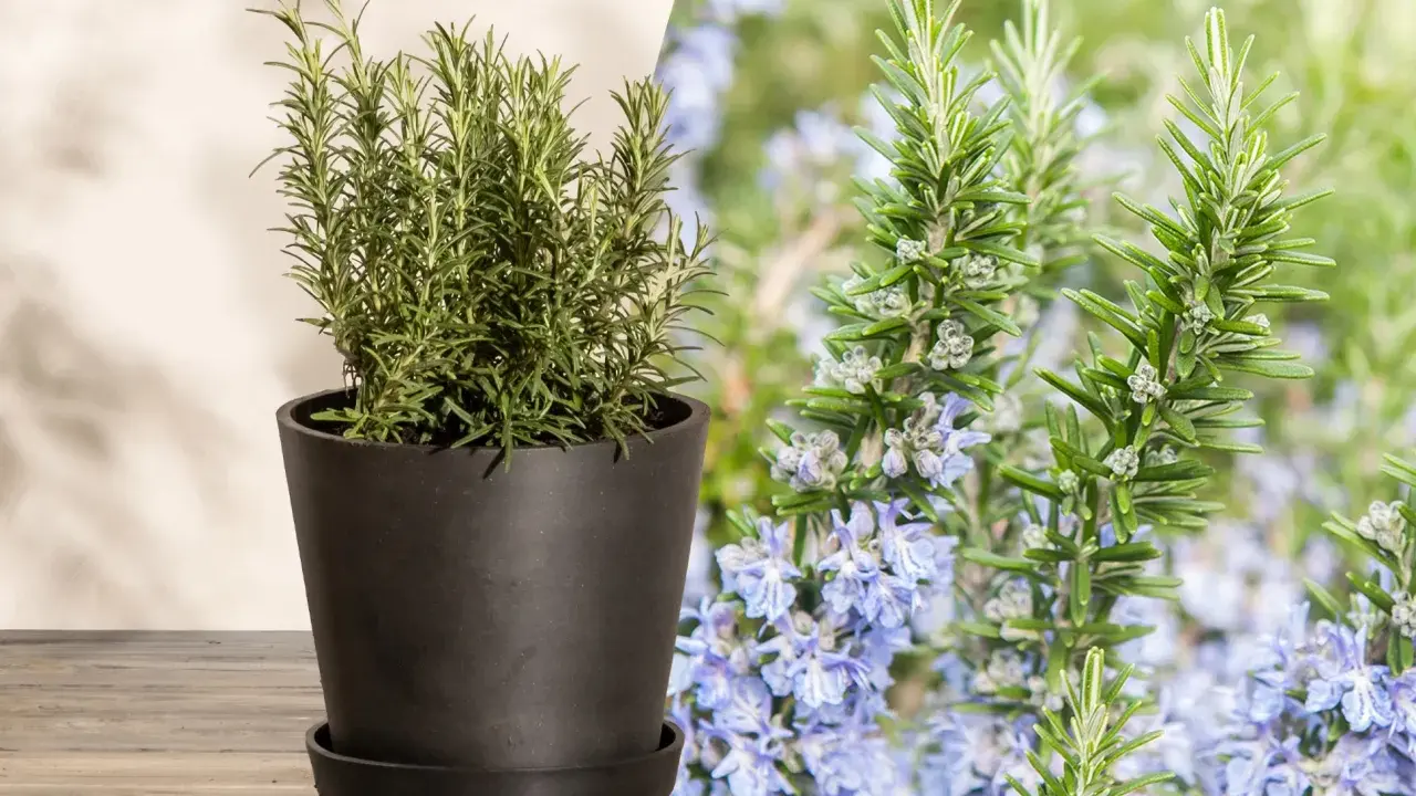 Ein Rosmarinstrauch im Topf und blühende Rosmarinzweige mit zarten lila Blüten. So sieht Rosmarin aus.