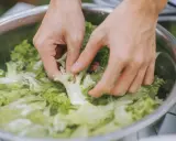 Hände waschen knackigen Salat in einer Schüssel. So lässt sich ein guter Salat gut vorbereiten.