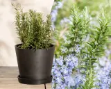 Ein Rosmarinstrauch im Topf und blühende Rosmarinzweige mit zarten lila Blüten. So sieht Rosmarin aus.