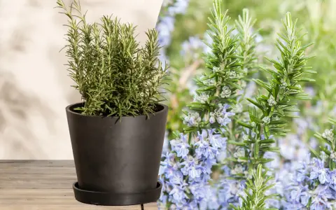 Ein Rosmarinstrauch im Topf und blühende Rosmarinzweige mit zarten lila Blüten. So sieht Rosmarin aus.