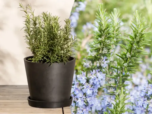 Ein Rosmarinstrauch im Topf und blühende Rosmarinzweige mit zarten lila Blüten. So sieht Rosmarin aus.