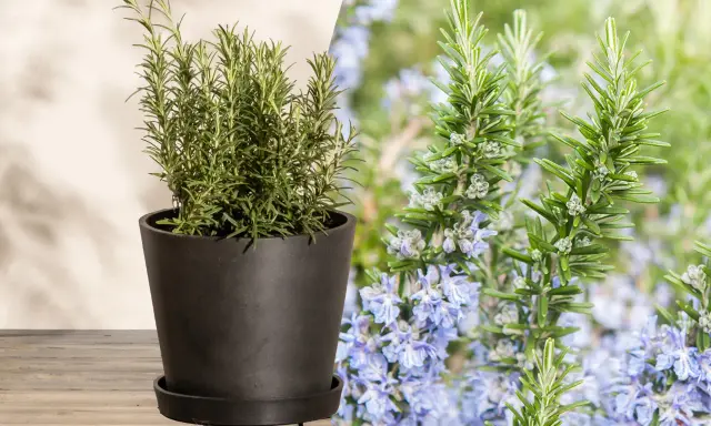 Ein Rosmarinstrauch im Topf und blühende Rosmarinzweige mit zarten lila Blüten. So sieht Rosmarin aus.