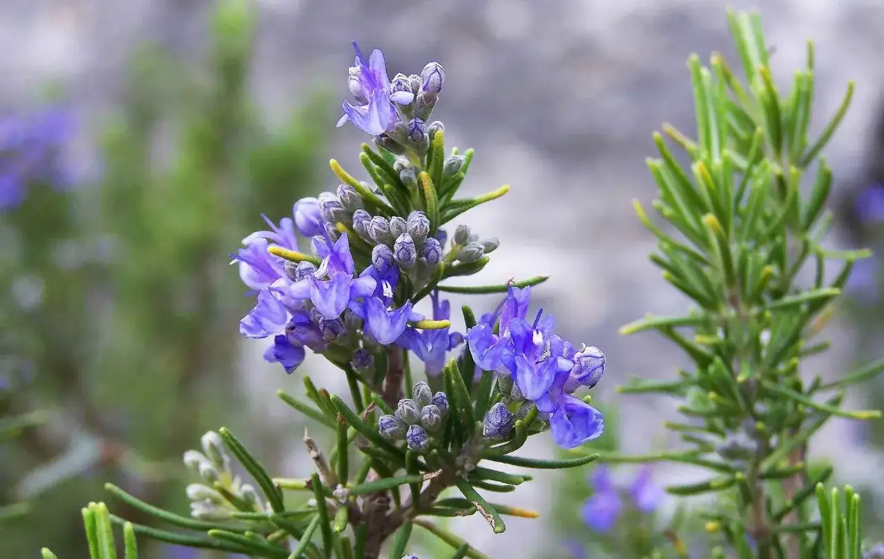Ein Zweig Rosmarin mit zarten, violetten Bl&uuml;ten und nadelartigen Bl&auml;ttern. So sieht Rosmarin aus.