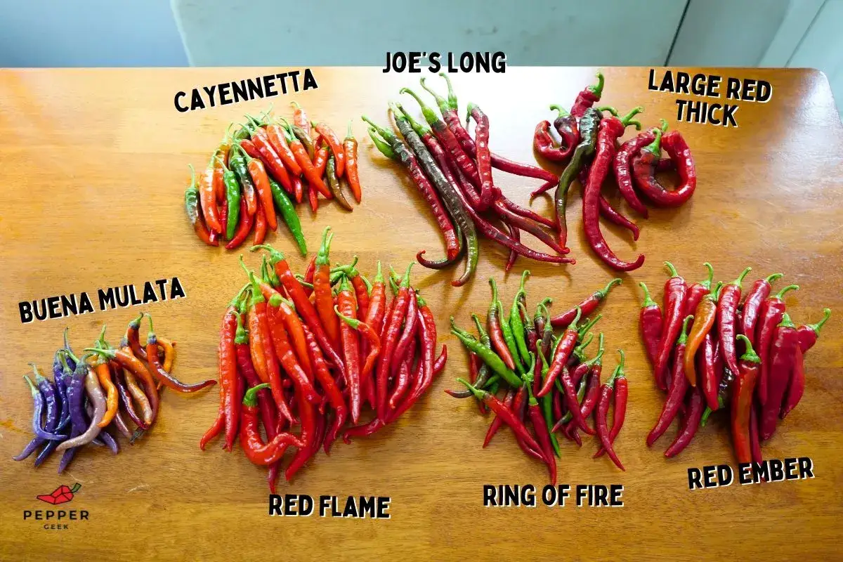 Vielfalt an Chilisorten: Cayenne, Joe's Long, Buena Mulata, Red Flame, Ring of Fire, Red Ember. Perfekt als isot biber ersatz f&uuml;r scharfe Gerichte.